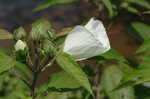 Swamp rosemallow